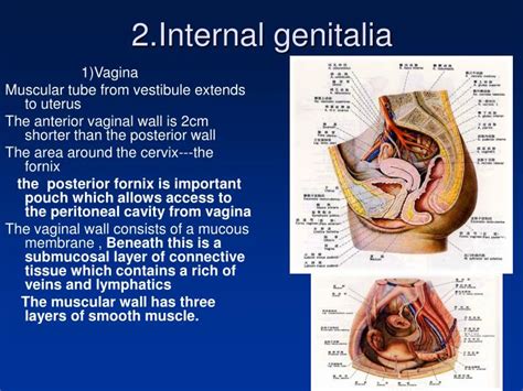 naked vagins|Female external genitalia (vulva) Video & Image.